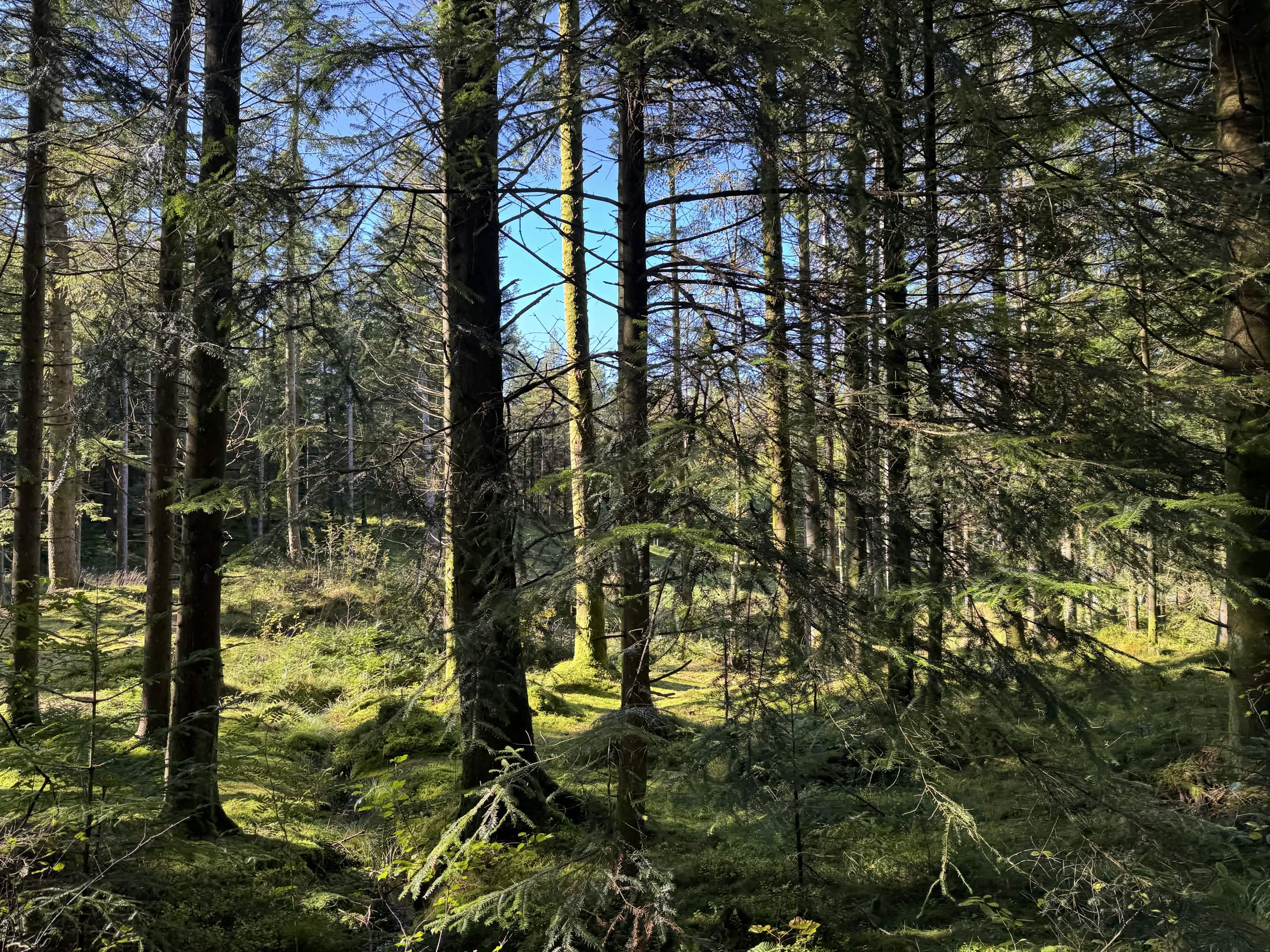 Sunlight through a tall spruce forest with a mossy floor
