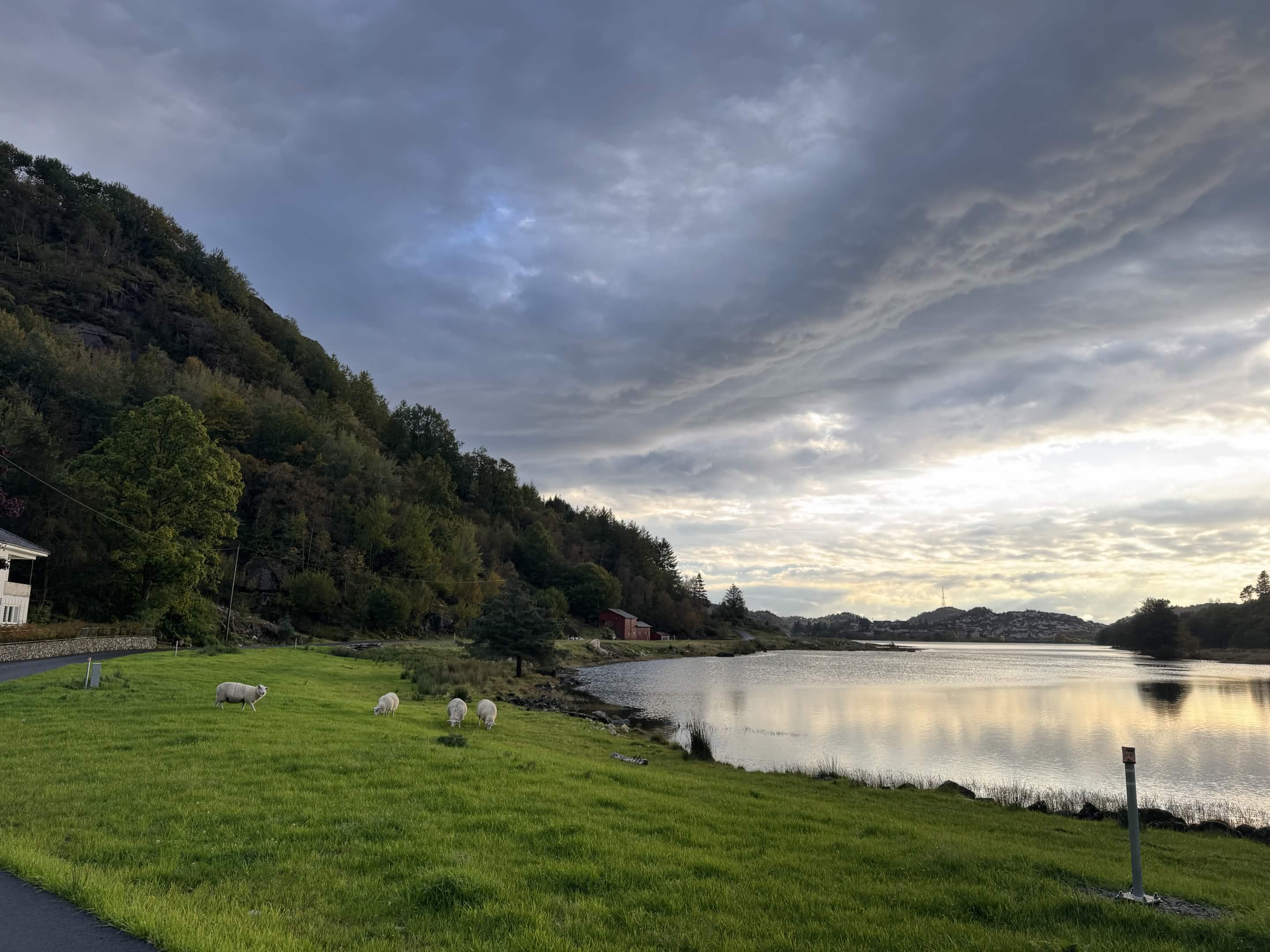 Sheep grazing by a fjord at dusk, a red barn across the water