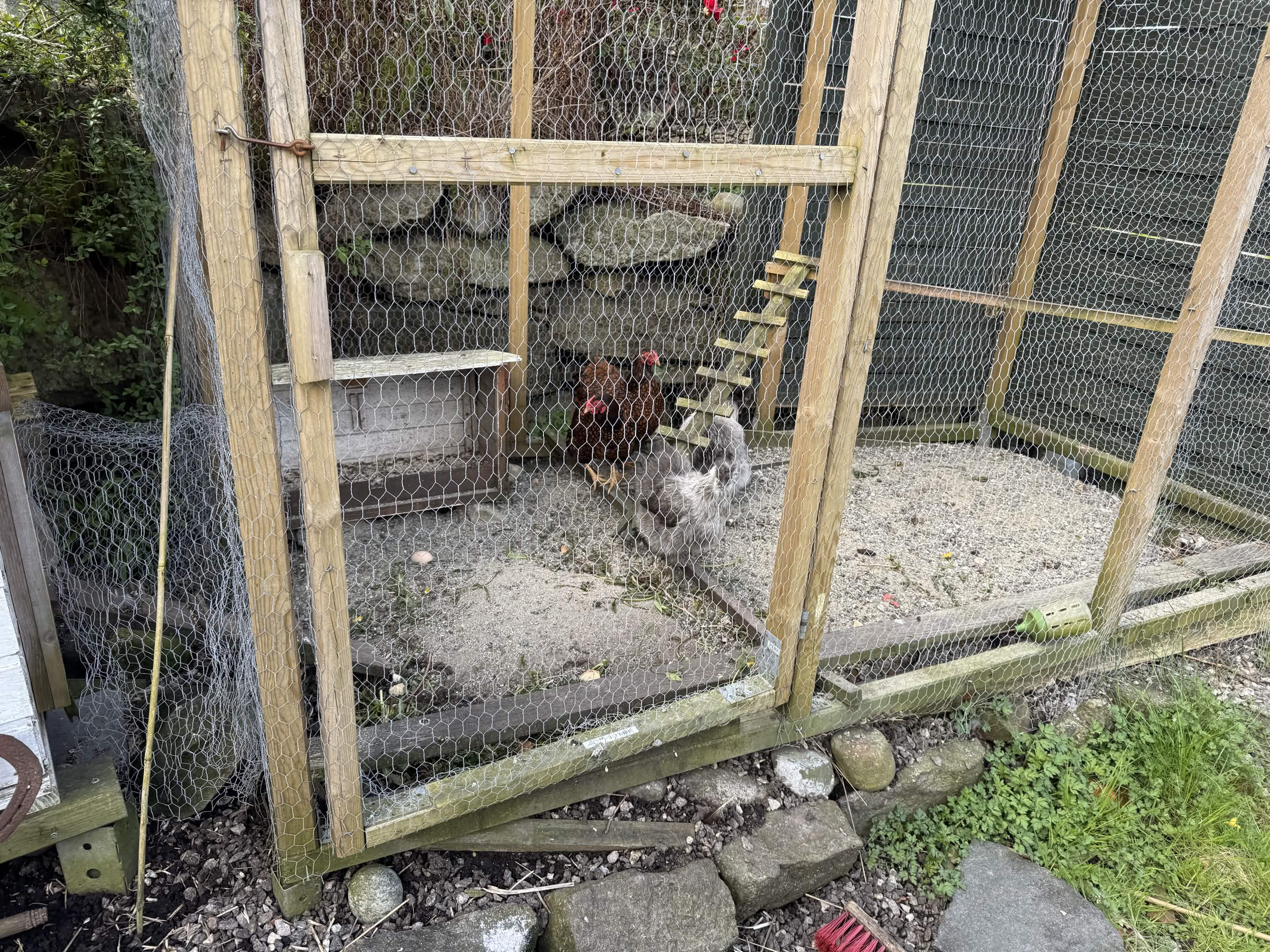 Chickens in a wire-fenced coop