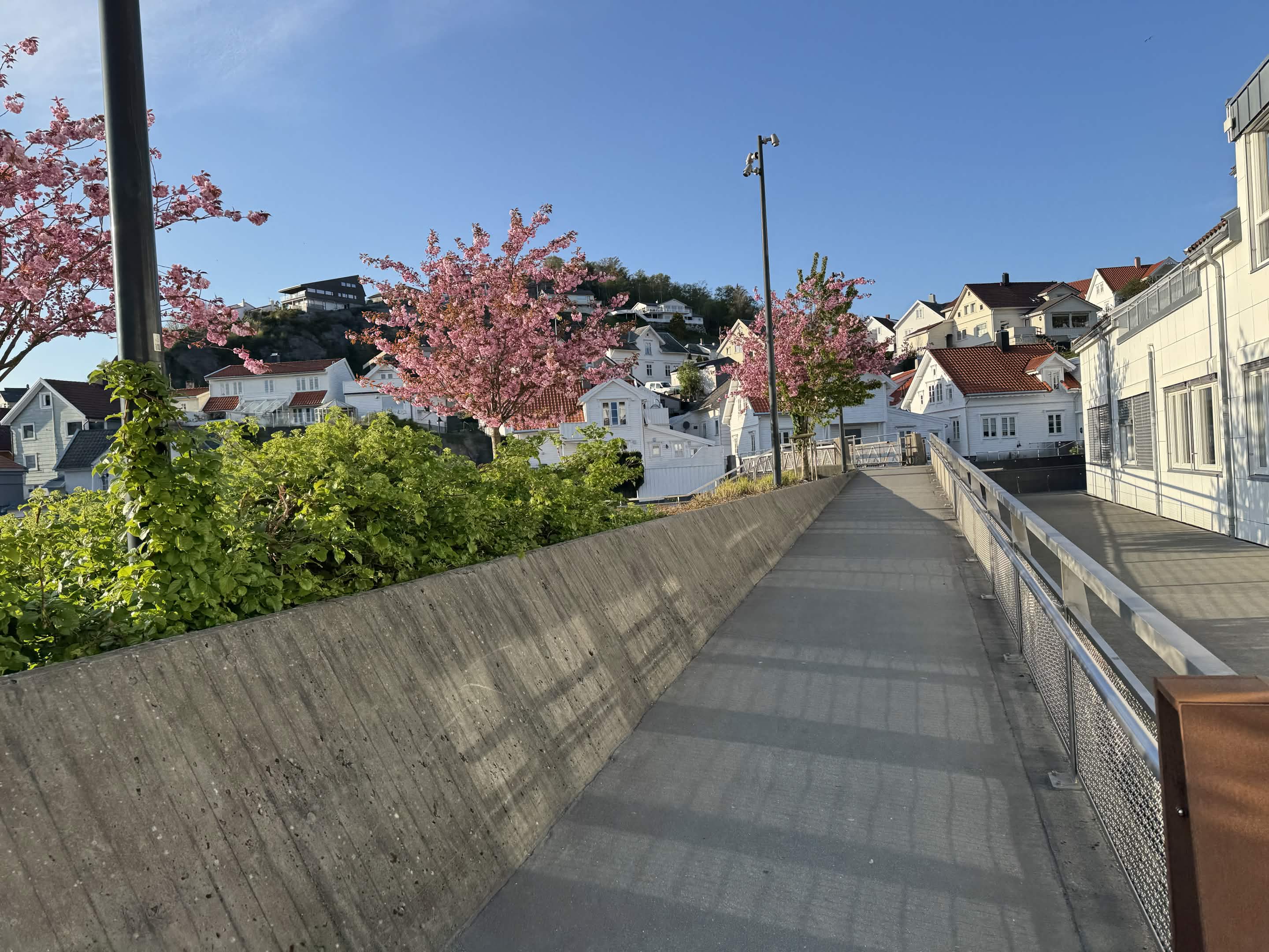 A walkway lined with pink cherry blossom, white houses on the hill behind
